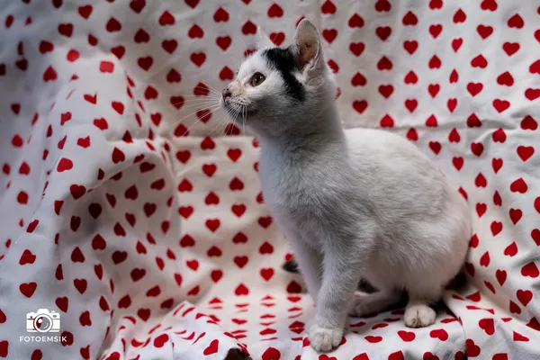 Znaleziono kota, Sosnowiec, 29 października 2025 (5/5)