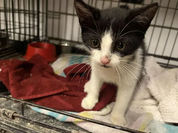 Znaleziono kota, Sosnowiec, 23 października 2025 (1/3)