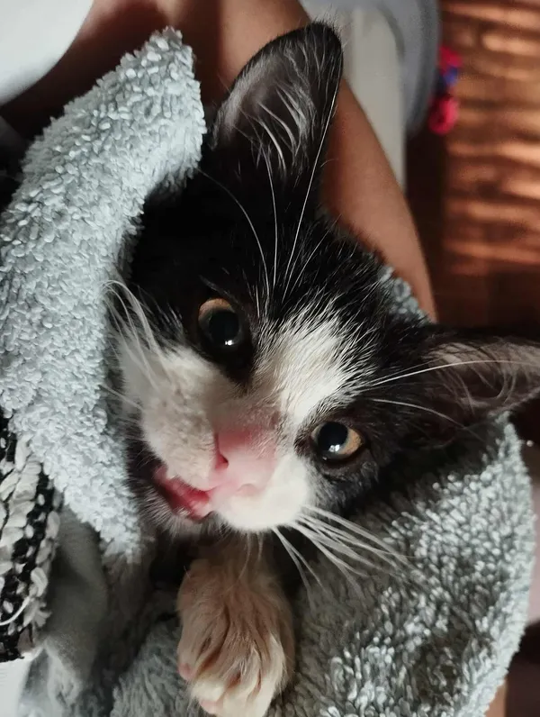 Znaleziono kota, Sosnowiec, 23 października 2025 (3/3)