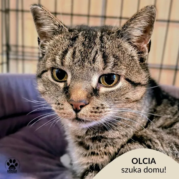 Kot do adopcji, Gdynia, 19 listopada 2025 (1/3)