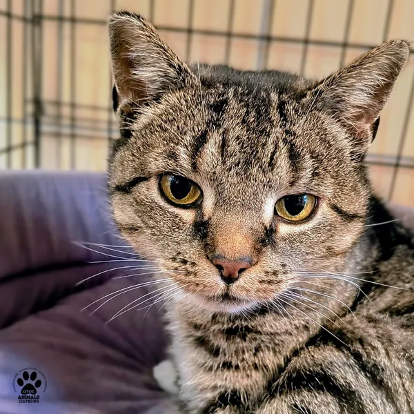 Kot do adopcji, Gdynia, 19 listopada 2025 (2/3)