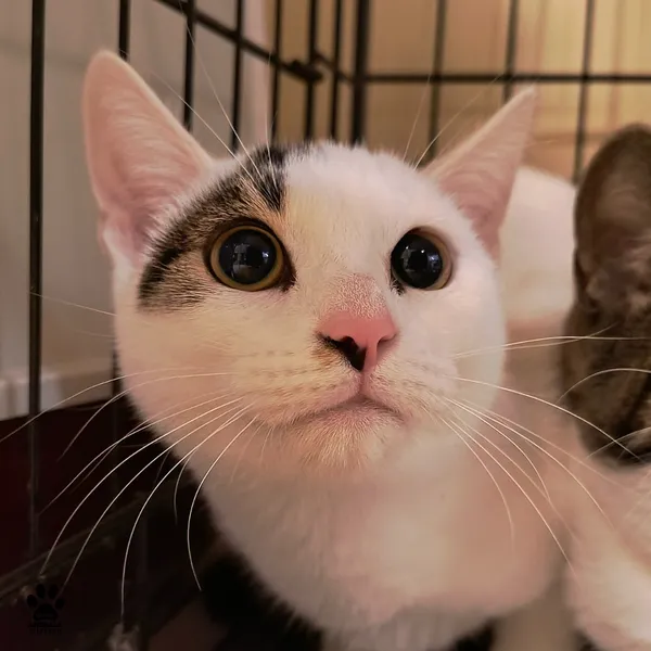 Kot do adopcji, Gdynia, 19 listopada 2025 (3/3)