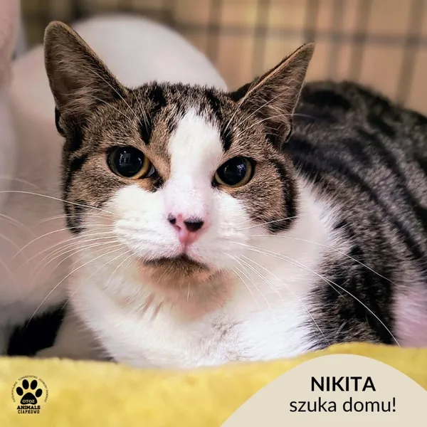 Kot do adopcji, Gdynia, 19 listopada 2025 (1/2)