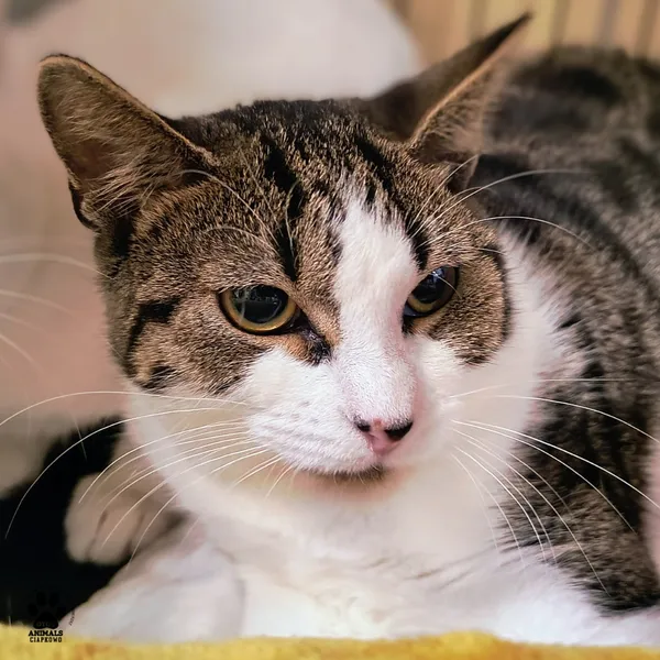 Kot do adopcji, Gdynia, 19 listopada 2025 (2/2)