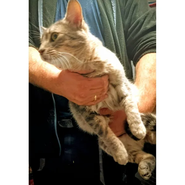 Znaleziono kota, Białystok, 12 października 2025