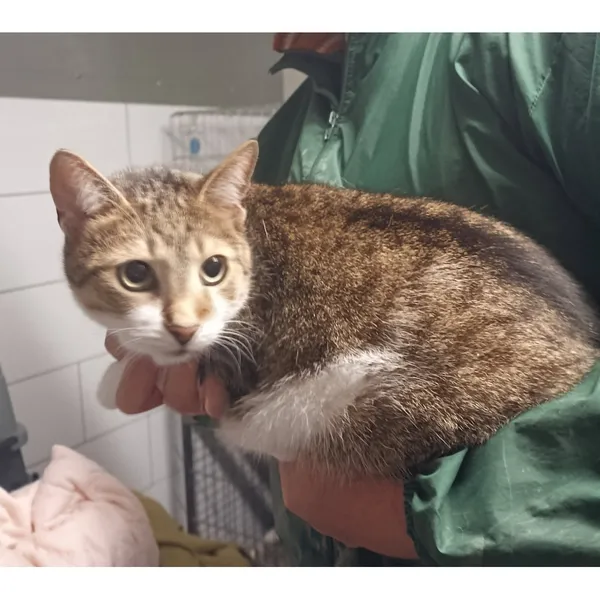 Znaleziono kota, Białystok, 13 października 2025