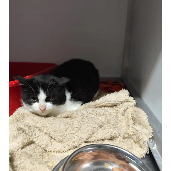 Znaleziono kota, Białystok, 30 października 2025