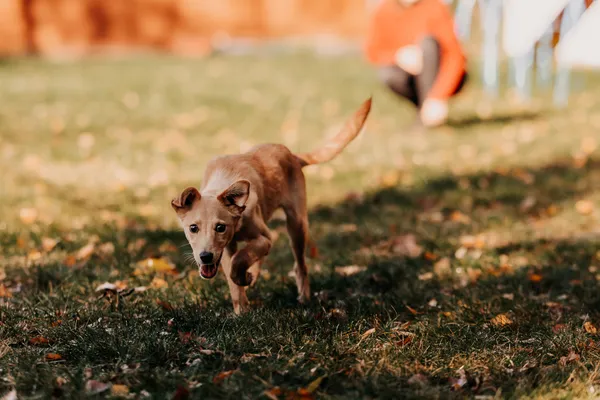Pies do adopcji, Czartki, 18 listopada 2025 (3/5)