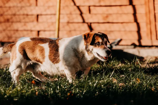 Pies do adopcji, Czartki, 18 listopada 2025 (2/5)