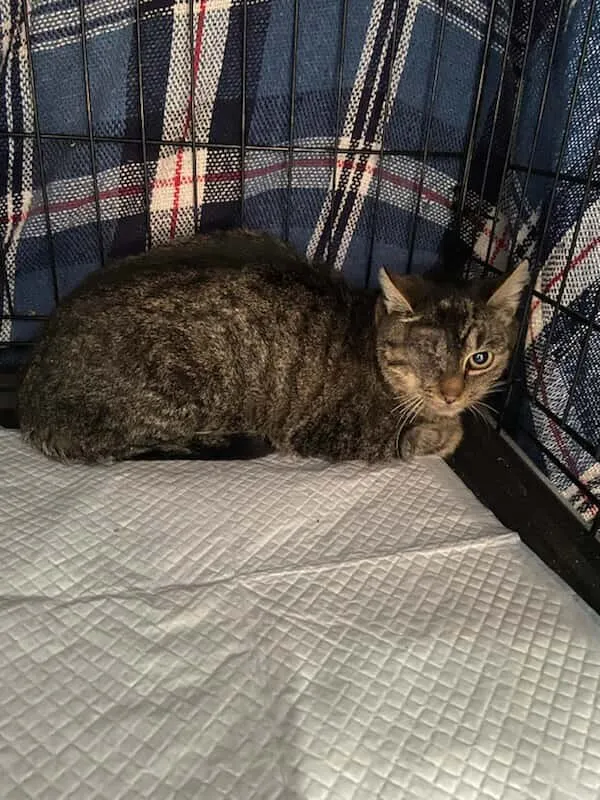 Znaleziono kota, Czartki, 19 listopada 2025