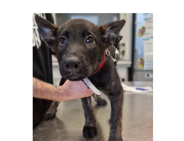 Pies do adopcji, Wrocław, 16 listopada 2025