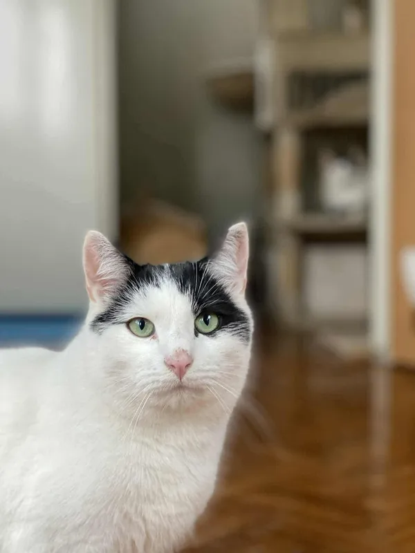 Znaleziono kota, Żywiec, 18 listopada 2025 (3/5)