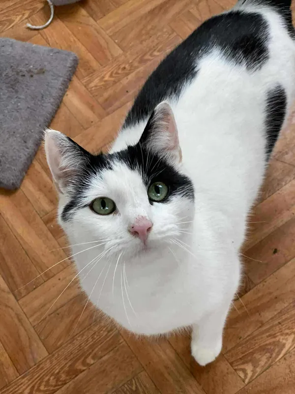 Znaleziono kota, Żywiec, 18 listopada 2025 (5/5)