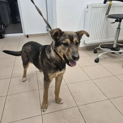 Znaleziono psa, Grudziądz, 18 listopada 2025