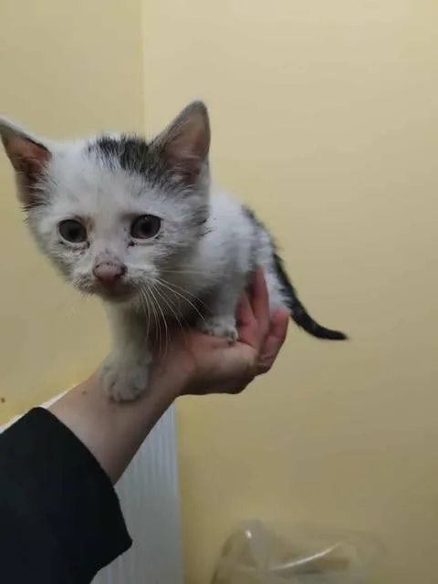 Znaleziono kota, Grudziądz, 18 listopada 2025