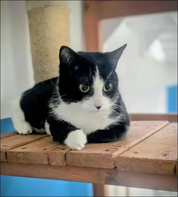 Znaleziono kota, Grudziądz, 18 listopada 2025