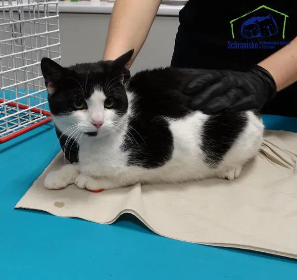 Znaleziono kota, Szczecin, 18 listopada 2025