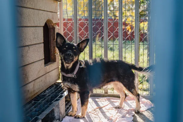 Pies do adopcji, Korabiewice, 18 listopada 2025 (2/5)