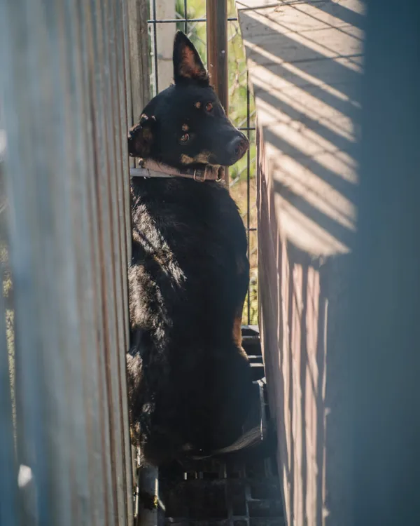 Pies do adopcji, Korabiewice, 18 listopada 2025 (3/5)