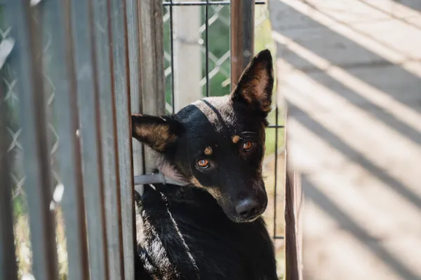 Pies do adopcji, Korabiewice, 18 listopada 2025 (4/5)