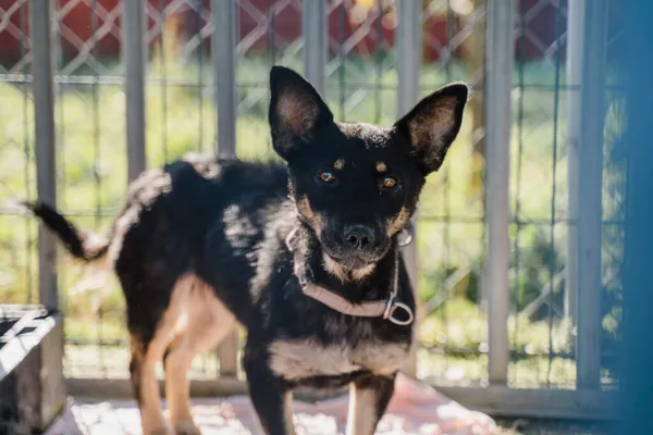 Pies do adopcji, Korabiewice, 18 listopada 2025 (5/5)