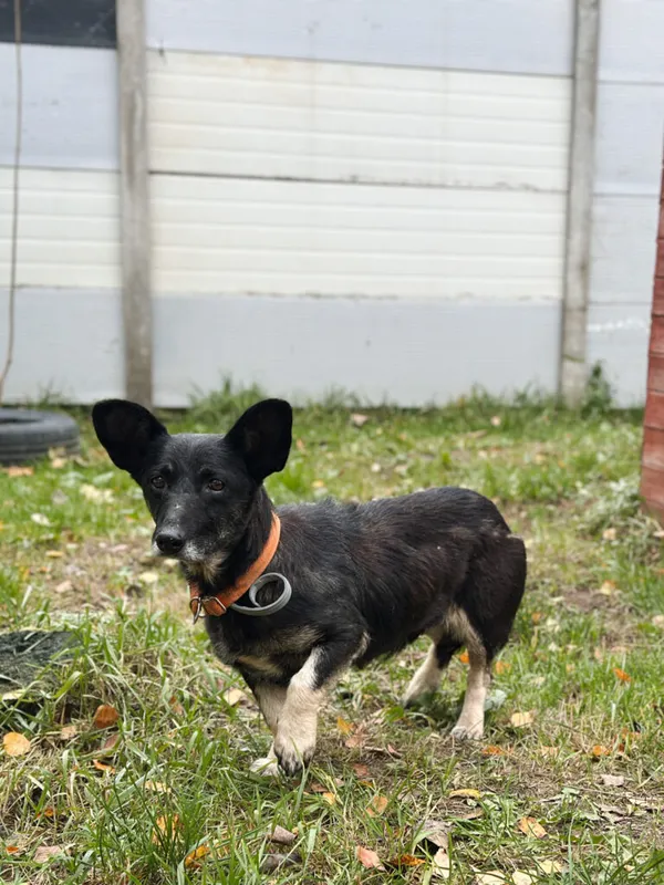 Pies do adopcji, Korabiewice, 18 listopada 2025 (2/5)