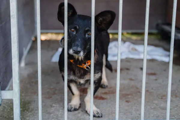 Pies do adopcji, Korabiewice, 18 listopada 2025 (5/5)