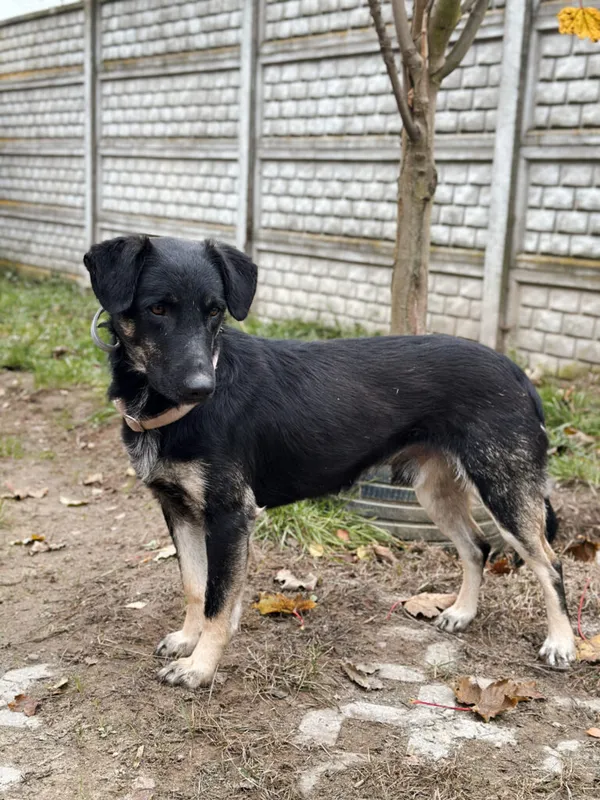 Pies do adopcji, Korabiewice, 18 listopada 2025 (1/5)