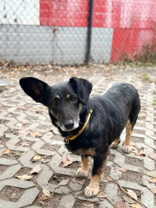 Pies do adopcji, Korabiewice, 18 listopada 2025 (1/5)