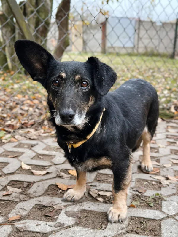 Pies do adopcji, Korabiewice, 18 listopada 2025 (3/5)