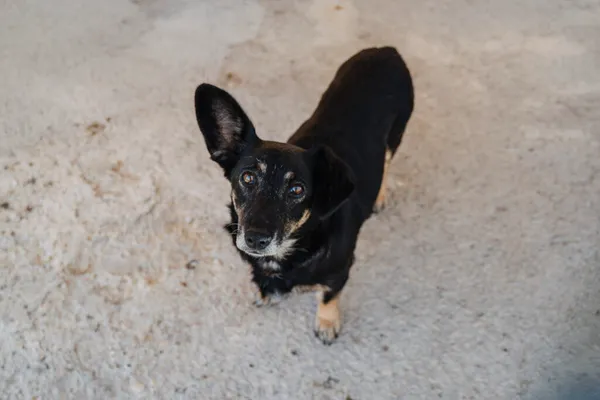 Pies do adopcji, Korabiewice, 18 listopada 2025 (4/5)