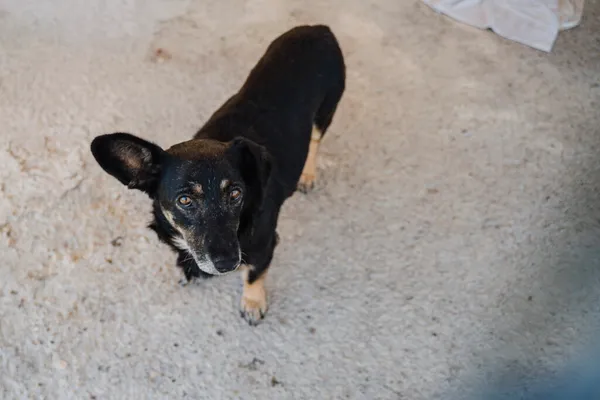 Pies do adopcji, Korabiewice, 18 listopada 2025 (5/5)