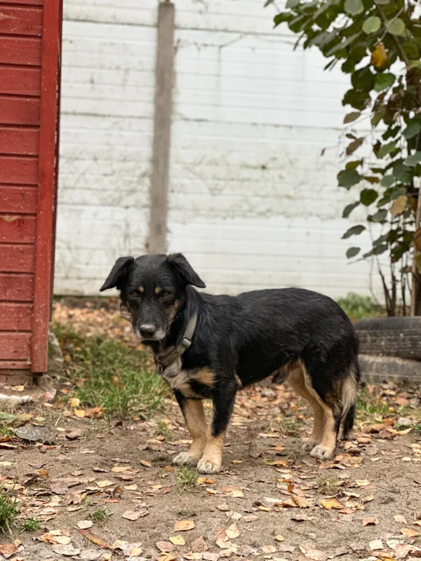 Pies do adopcji, Korabiewice, 18 listopada 2025 (2/5)