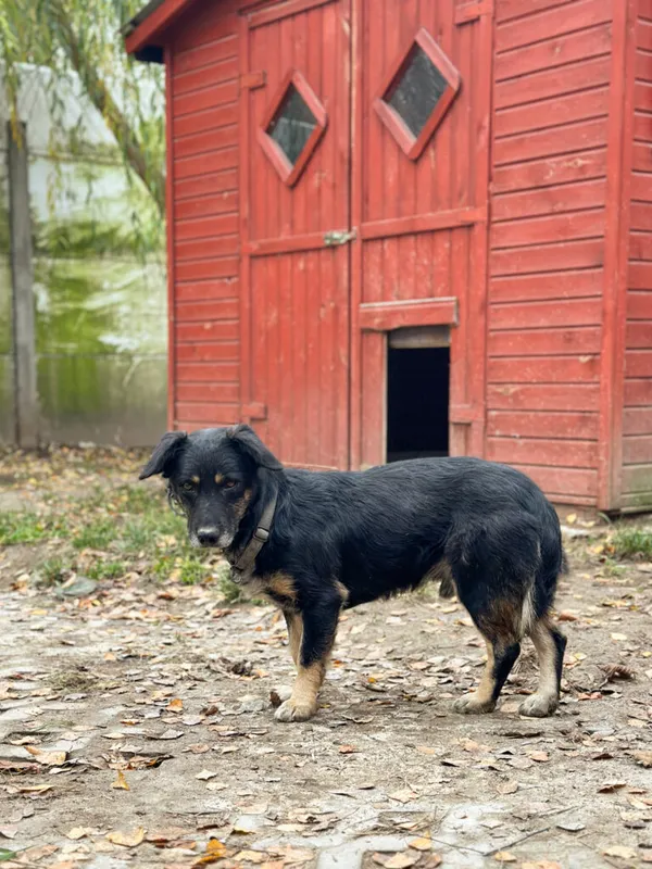 Pies do adopcji, Korabiewice, 18 listopada 2025 (3/5)