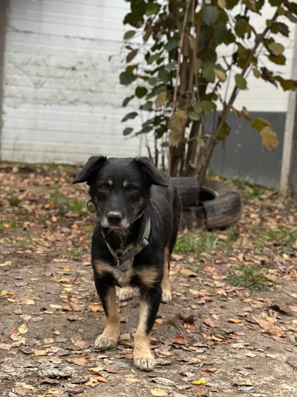 Pies do adopcji, Korabiewice, 18 listopada 2025 (5/5)