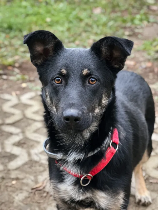 Pies do adopcji, Korabiewice, 18 listopada 2025 (1/4)