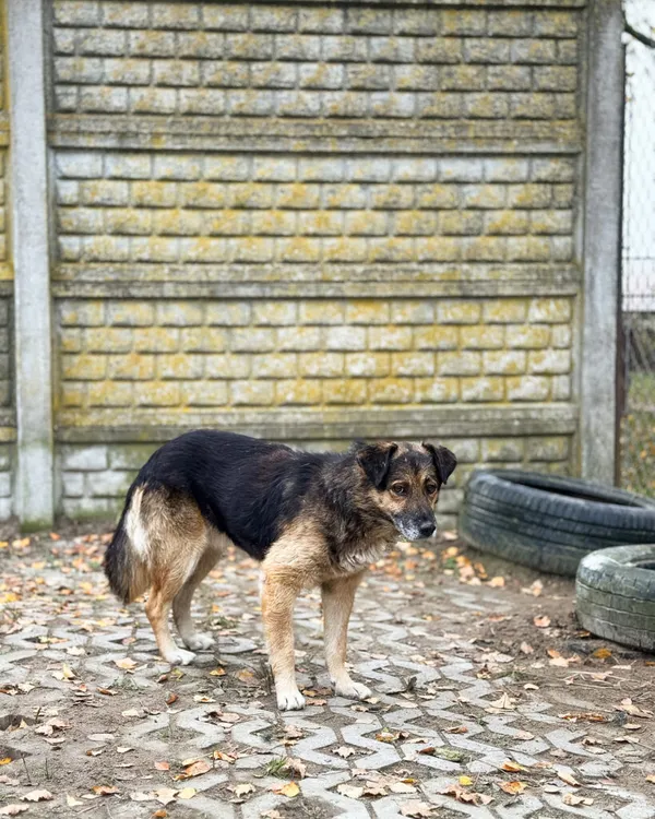 Pies do adopcji, Korabiewice, 18 listopada 2025 (1/5)