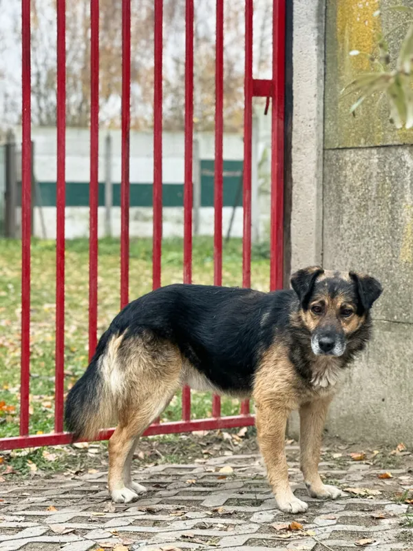 Pies do adopcji, Korabiewice, 18 listopada 2025 (5/5)