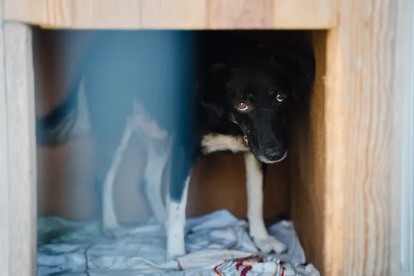 Pies do adopcji, Korabiewice, 18 listopada 2025 (5/5)