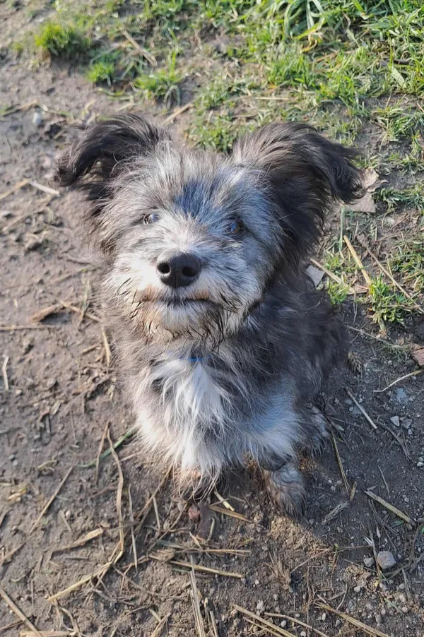 Pies do adopcji, Olsztyn, 29 października 2025 (1/3)