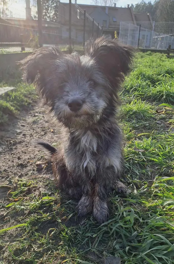 Pies do adopcji, Olsztyn, 29 października 2025 (2/3)