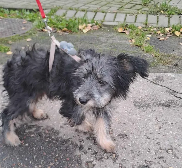 Pies do adopcji, Olsztyn, 29 października 2025 (3/3)