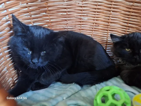 Kot do adopcji, Orzechowce, 18 listopada 2025 (1/2)