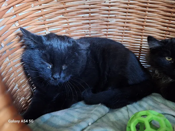 Kot do adopcji, Orzechowce, 18 listopada 2025 (2/2)