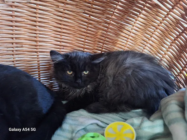 Kot do adopcji, Orzechowce, 18 listopada 2025 (1/2)