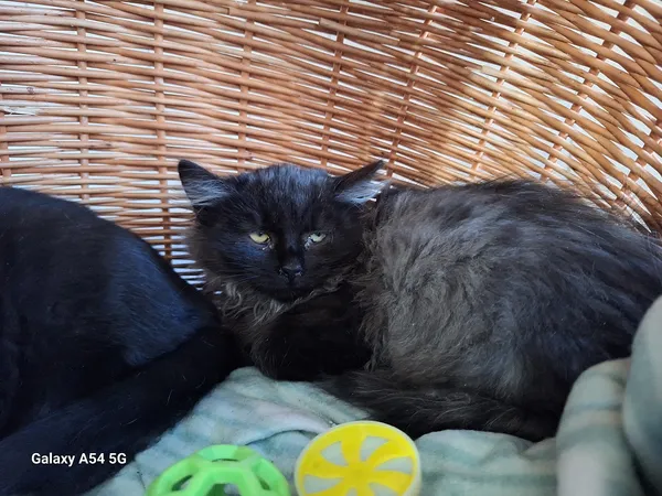 Kot do adopcji, Orzechowce, 18 listopada 2025 (2/2)