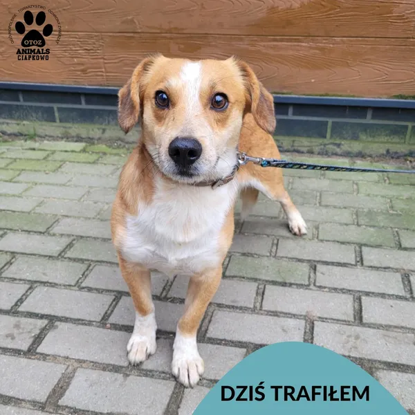 Znaleziono psa, Gdynia, 15 listopada 2025