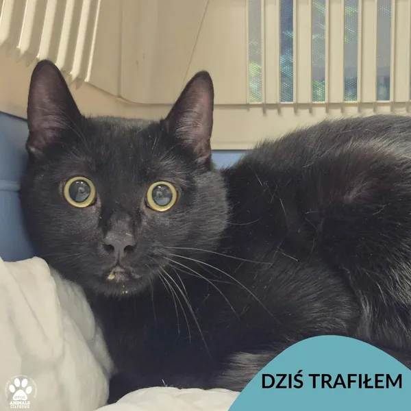 Znaleziono kota, Gdynia, 9 listopada 2025