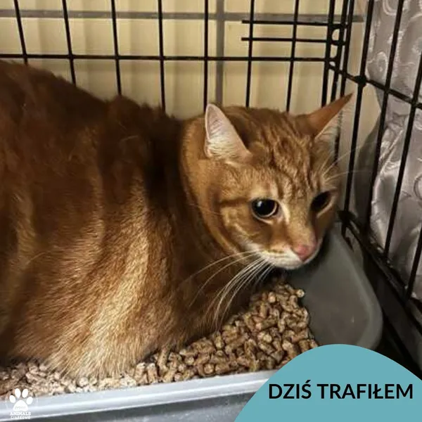 Znaleziono kota, Gdynia, 7 listopada 2025