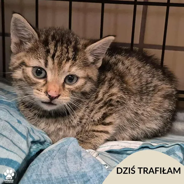 Znaleziono kota, Gdynia, 3 listopada 2025